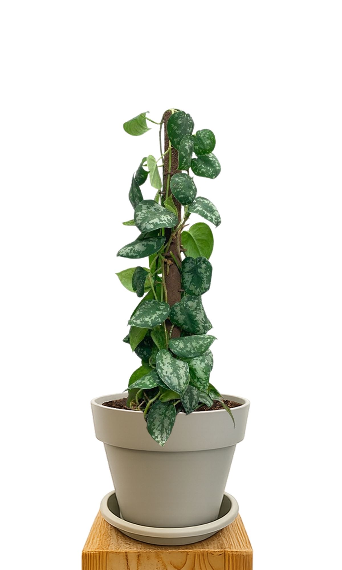 Plant kit 30 Sand
